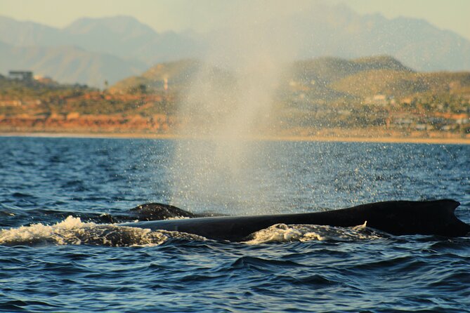 Whale Watching Warranty in San José del Cabo Snacks and drinks - What the guides add to the experience