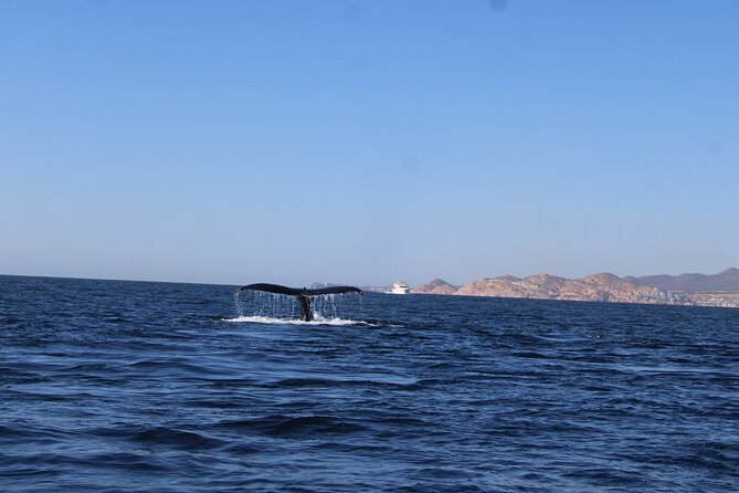 Whale Watching Warranty in San José del Cabo Snacks and drinks - Snacks, drinks, and what is actually included