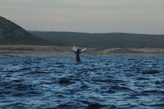 Whale Watching Warranty in San José del Cabo Snacks and drinks - Meeting at La Playa and returning to the same point