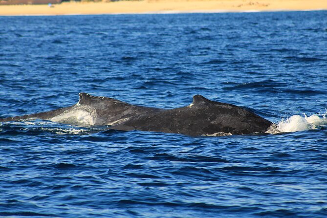 Whale Watching Warranty in San José del Cabo Snacks and drinks - Choosing between the 8:00 AM and 10:00 AM departures