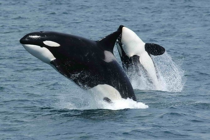 Whale watching - How the hydrophone changes the search
