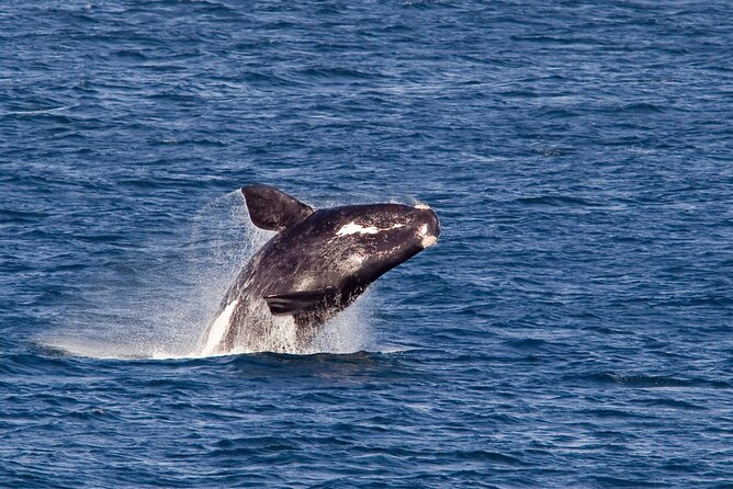 Whale Wonders: Majestic Marine Adventures in Hermanus - A seven-hour day split between coast and sea
