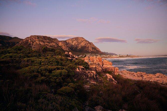 Whale Wonders: Majestic Marine Adventures in Hermanus - What the wildlife sightings can really mean