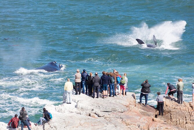 Whale Wonders: Majestic Marine Adventures in Hermanus - Should you book this Hermanus whale trip?