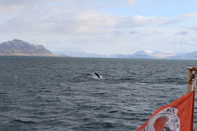 Whale Wonders Morning Expedition from Reykjavík - Key points to know before you book