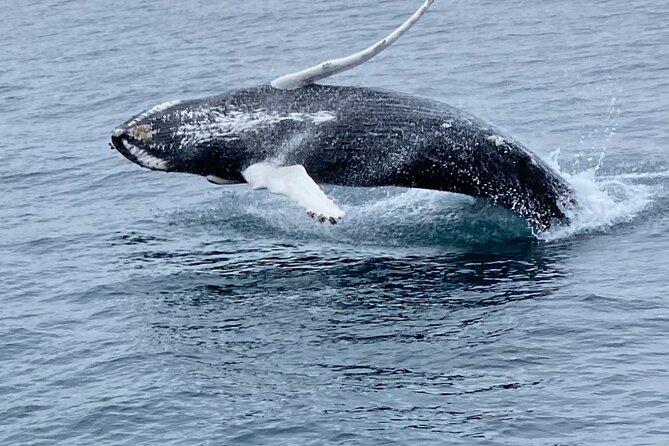 Whale Wonders Morning Expedition from Reykjavík - What the search for whales is really like