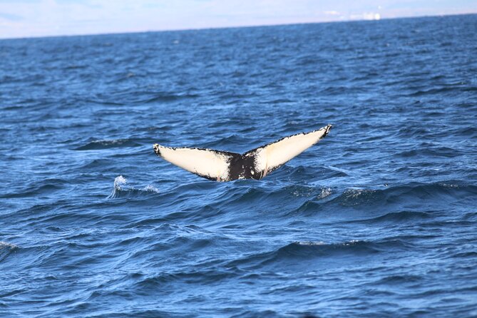 Whale Wonders Morning Expedition from Reykjavík - Seasickness, food, and small comforts