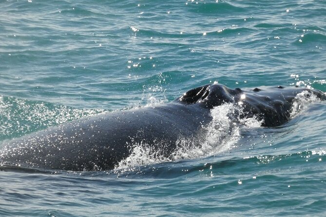 Whale Wonders Morning Expedition from Reykjavík - The viewing issue you should understand
