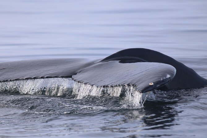 Whale Wonders Morning Expedition from Reykjavík - Is $97 a fair price?