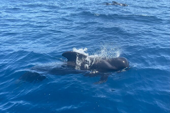 Whales and Dolphins excursion on a Luxury Yacht in Canary Islands - Who will enjoy this yacht trip most