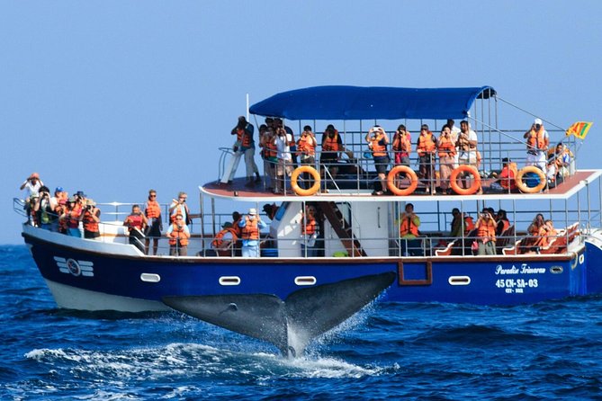 Whales and Dolphins Watching Mirissa - What this Bentota to Mirissa outing really offers