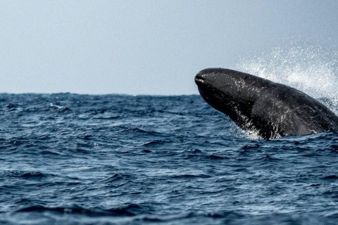 Whales and Dolphins Watching Mirissa - Moonstone Mines and Gem Palace in 30 minutes