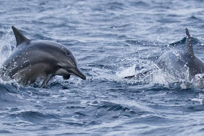 Whales and Dolphins Watching Mirissa - Breakfast, water, snacks, and the missing lunch