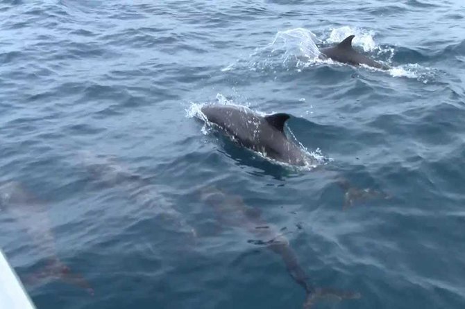Whales and Dolphins Watching Mirissa - Is $65 good value?