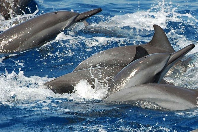 Whales and Dolphins Watching Mirissa - Who will enjoy this most