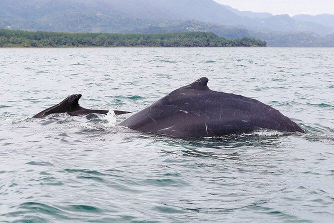 Whales and Dolphins watching Tour From Uvita - Why Uvita is such a good place to look for whales