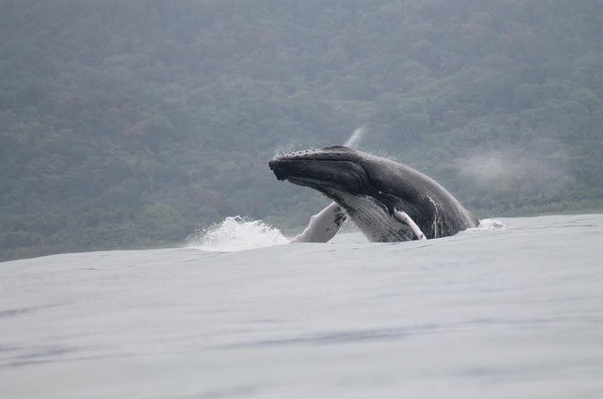 Whales and Dolphins watching Tour From Uvita - Dolphins, turtles, and the other marine life