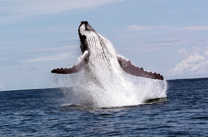 Whales and Dolphins watching Tour From Uvita - Fresh fruit, water, and the small comforts