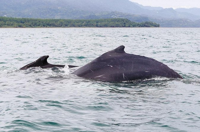Whales and Dolphins watching Tour From Uvita - Who will enjoy this boat tour most