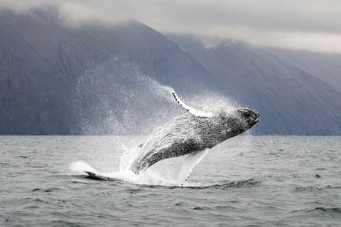Whales and Puffins Tour from Husavik - Searching Skjálfandi Bay for whales and dolphins