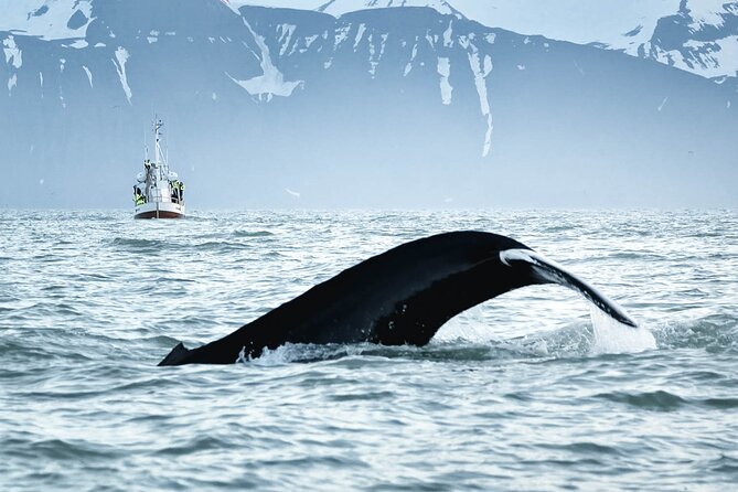 Whales and Puffins Tour from Husavik - The crew, explanations, and onboard comfort