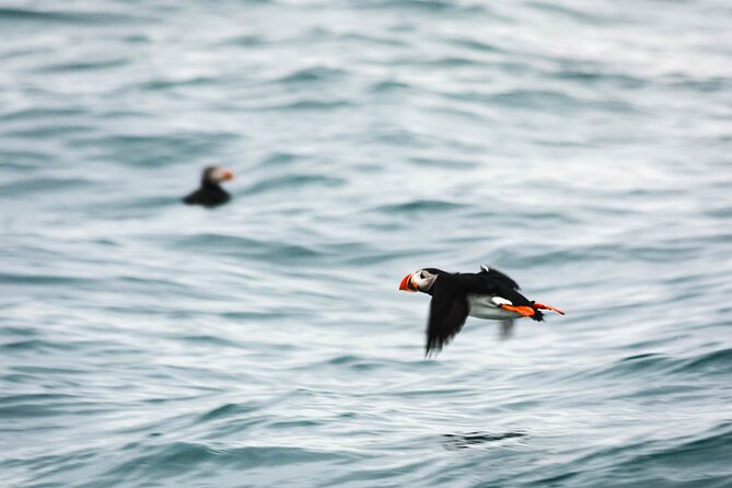Whales and Puffins Tour from Husavik - Who will enjoy this tour most