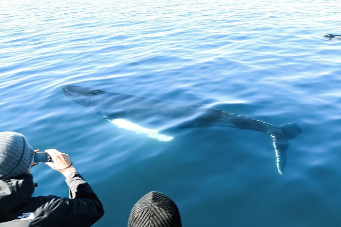 Whales and Puffins Tour from Husavik - My practical value judgment at $130