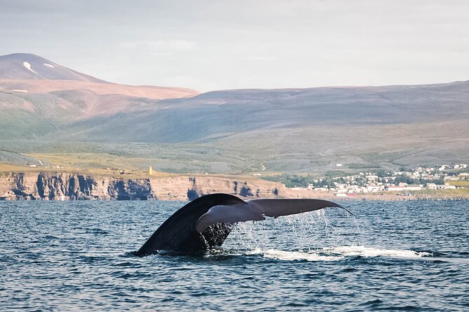 Whales and Puffins Tour from Husavik - Leaving Húsavík for Puffin Island
