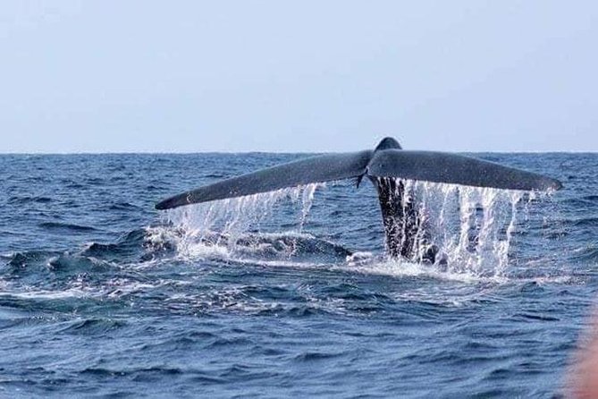 Whales & Dolphin Watching Day Tour including Handunugoda Teafactory - Mirissa turns the day toward the open sea