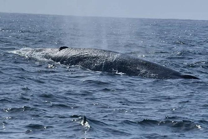 Whales & Dolphin Watching Day Tour including Handunugoda Teafactory - Who will get the most from this day?