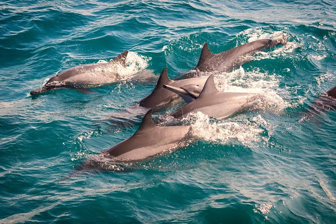 Whales & Dolphin Watching Day Tour including Handunugoda Teafactory - What whale watching is really like