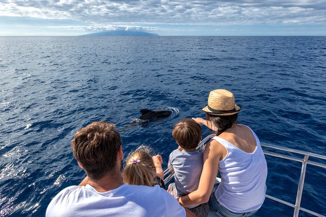 Whales & Dolphins watching in exclusive sailboat - The important details at a glance