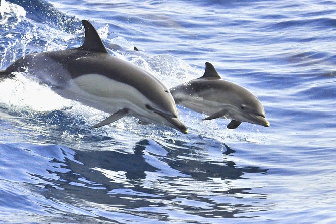 Whales & Dolphins watching in exclusive sailboat - Picking the right captain and boat expectation