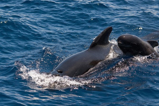 Whales & Dolphins watching in exclusive sailboat - Watching pilot whales in their natural home
