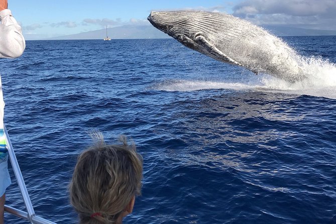WHALES GUARANTEED Maui Whale Watching Makai Adventures - Why this Maui whale watch works