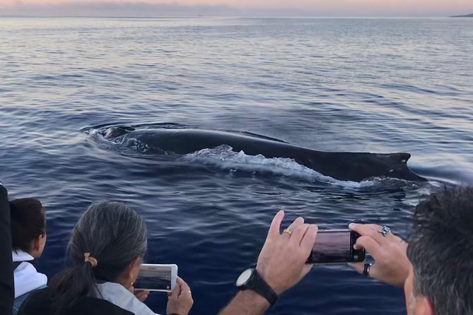 WHALES GUARANTEED Maui Whale Watching Makai Adventures - The boat: small enough to feel personal