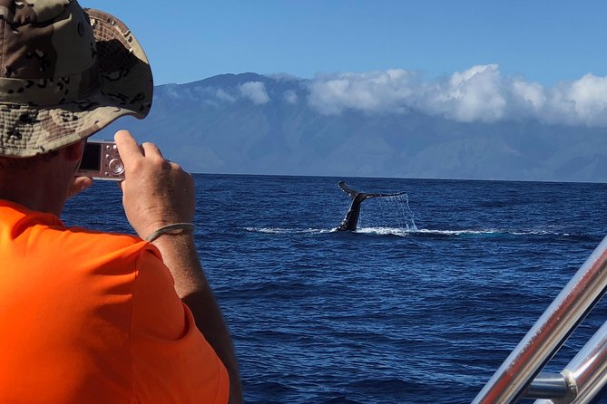 WHALES GUARANTEED Maui Whale Watching Makai Adventures - What happens during the whale search