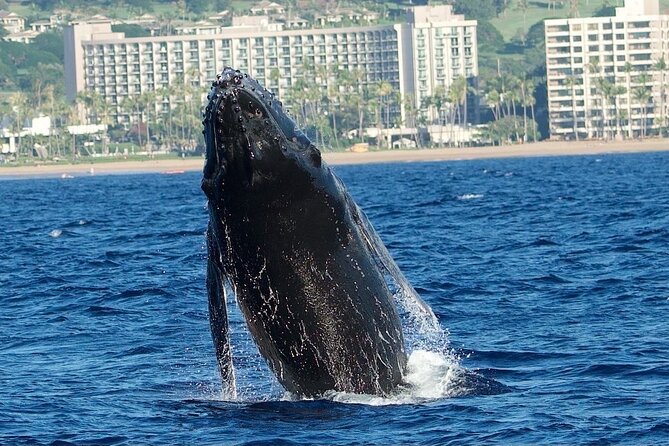 WHALES GUARANTEED Maui Whale Watching Makai Adventures - The crew makes the difference