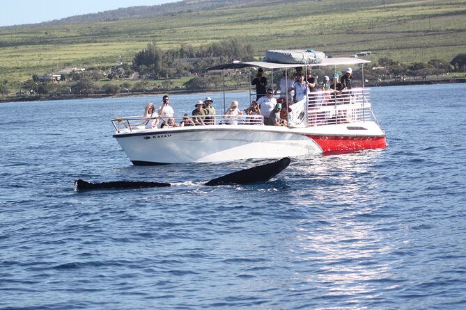 WHALES GUARANTEED Maui Whale Watching Makai Adventures - Starting at Mala Boat Ramp
