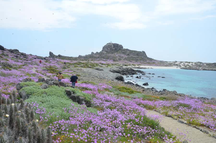 Whales & Humboldt Penguins: Chañaral or Damas island hiking - Punta Teatinos and the Juan Soldado bridge