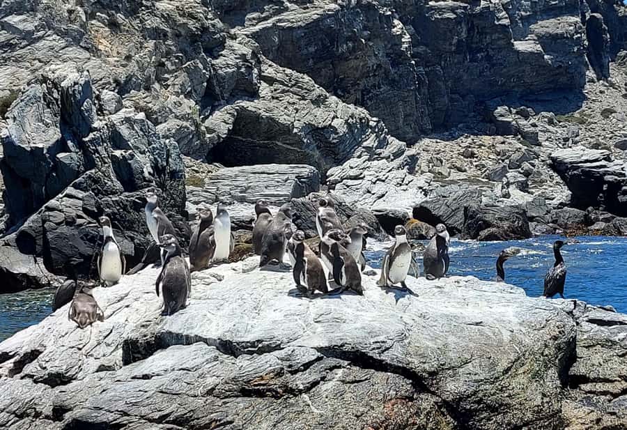 Whales & Humboldt Penguins: Chañaral or Damas island hiking - Quebrada de los Choros and the road to the harbor