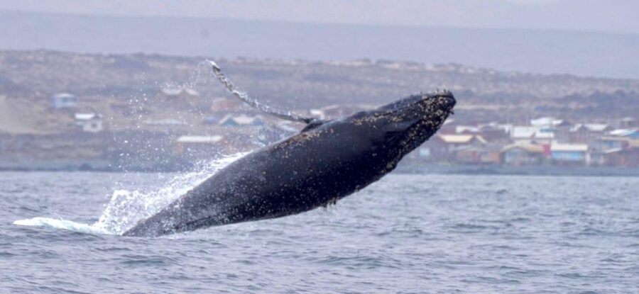 Whales & Humboldt Penguins: Chañaral or Damas island hiking - Isla Choros and the search for whales