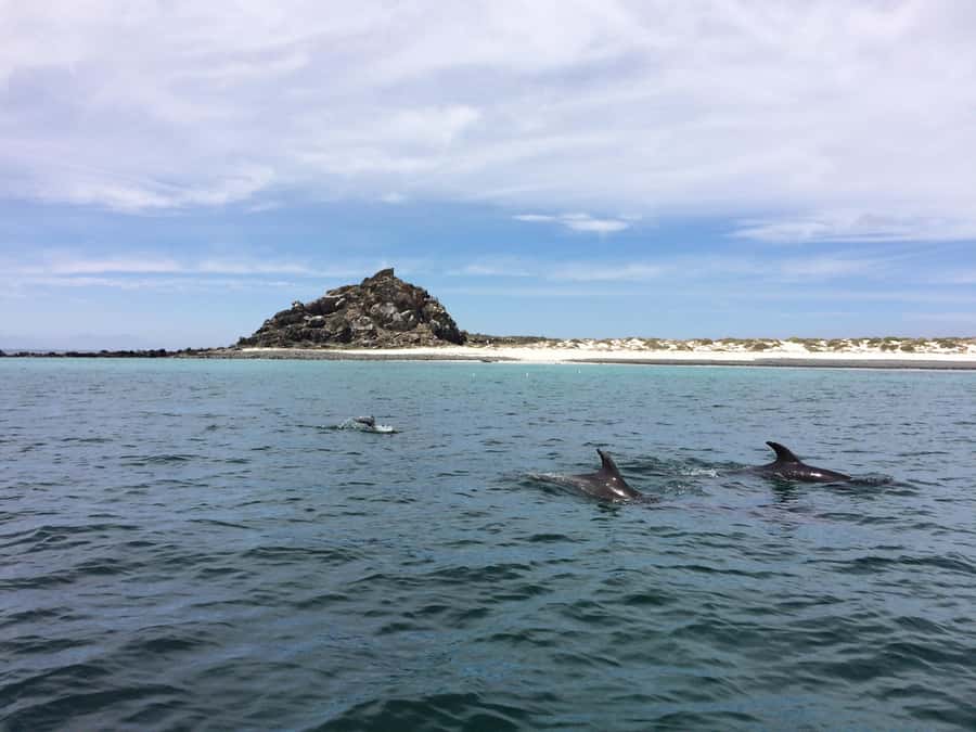 Whales & Humboldt Penguins: Chañaral or Damas island hiking - Guide quality and the group experience