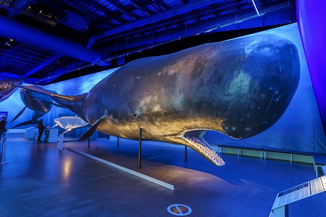 Whales Of Iceland Admission Ticket - Walking beneath Iceland’s biggest whales