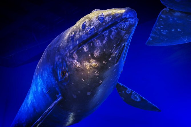 Whales Of Iceland Admission Ticket - Films add conservation and ocean science