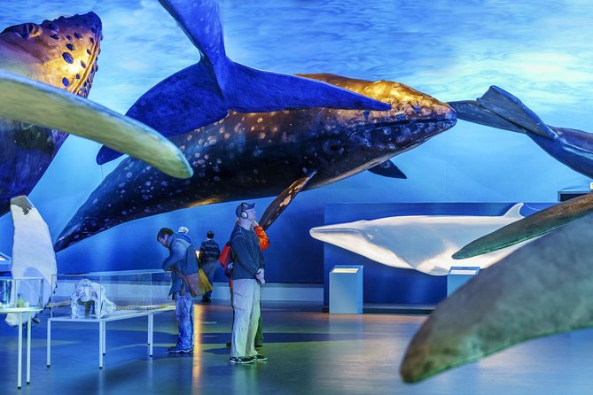 Whales Of Iceland Admission Ticket - Family appeal without being only for children