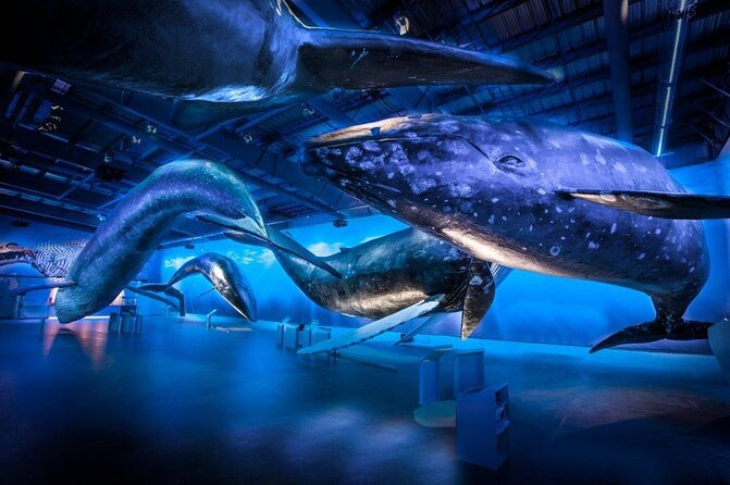 Whales of Iceland from Land and Sea - Key points to know before you book