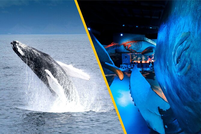 Whales of Iceland from Land and Sea - Leaving Reykjavik’s Old Harbor