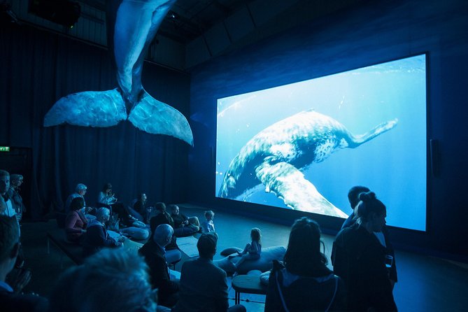 Whales of Iceland from Land and Sea - What the small-group promise really means
