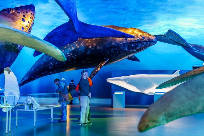 Whales of Iceland from Land and Sea - Planning the museum and boat in one day